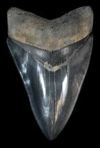 Serrated, Black/Grey Megalodon Tooth - Georgia #39444