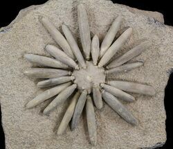 Wide Gymnocidaris Urchin Fossil - Jurassic #39798