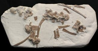 Mosasaur (Platecarpus) Bones With Shark Tooth Marks - Kansas #40089