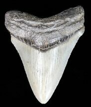 Megalodon Teeth For Sale - FossilEra.com