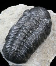 Nice, Austerops (Phacops) Trilobite #40132