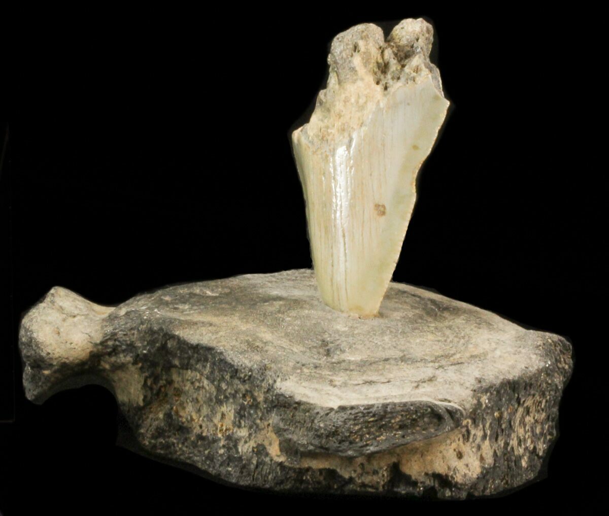 Megalodon Tooth Mounted In Fossil Whale Vertebrae For Sale (#40299