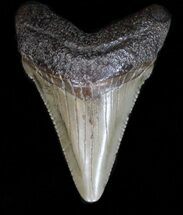 Chubutensis Tooth - Megalodon Ancestor #40033