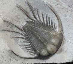 Long-Spined Cyphaspides Trilobite - Jorf, Morocco #40347