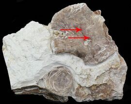 Mosasaur (Platecarpus) Vertebrae & Scapula - Shark Tooth Marks! #40422