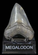 Killer Megalodon Tooth - Super Serrations #40256