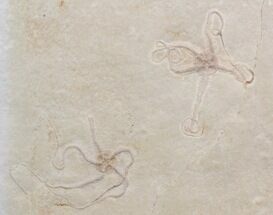 Ophiopetra Brittle Star Fossils - Solnhofen #40610