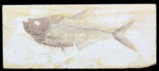 Fish Fossils For Sale - FossilEra.com