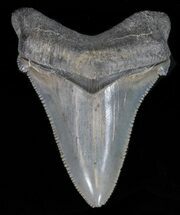 Angustidens Tooth - Megalodon Ancestor #40638
