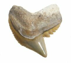 Fossil Tiger Shark Tooth - Florida #40270