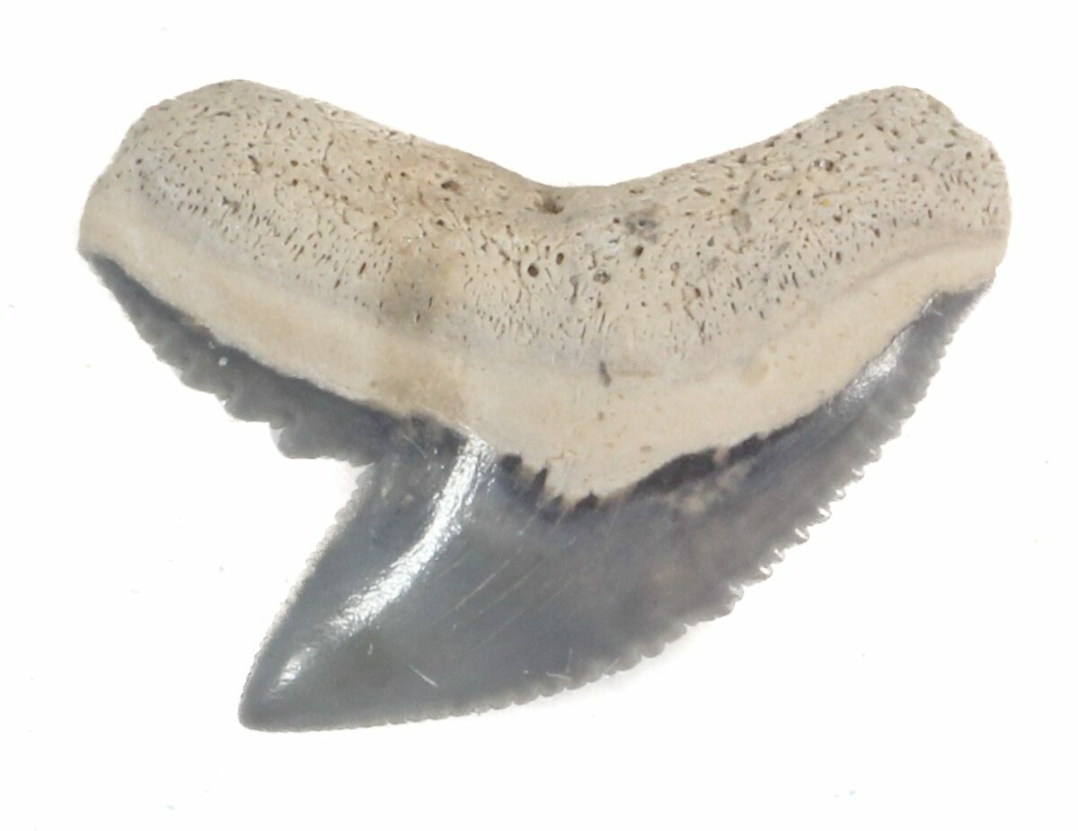 Fossil Tiger Shark Tooth - Florida (#40274) For Sale - FossilEra.com