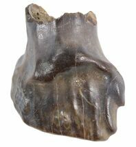 ankylosaurus fossils for sale