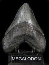 Giant, Megalodon Tooth - South Carolina #41141