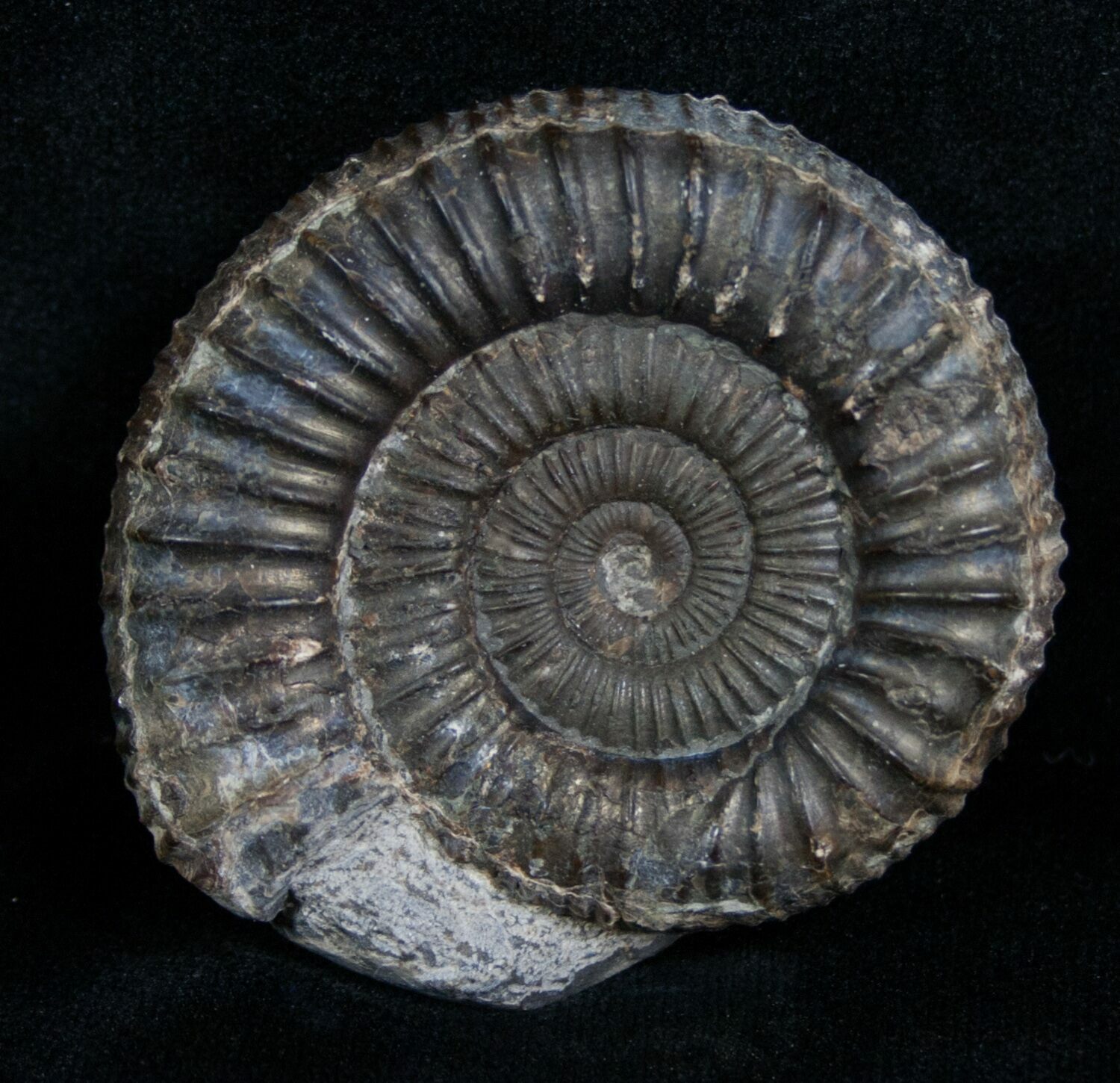 2 Inch Wide Dactylioceras Ammonite (#4233) For Sale - FossilEra.com
