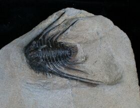 Leonaspis Trilobite With Long Occipital Spine #4242