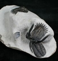 Awesome Triple Trilobite Plate - Mrakibina & Podoliproetus #4243