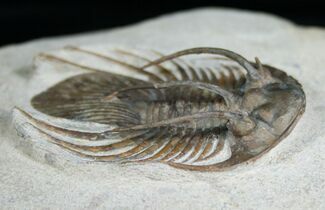 Killer Kolihapeltis Trilobite - / Inches Long #4250