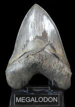 Sharply Megalodon Tooth - Giant Tooth! #42233