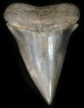 Huge Fossil Mako Shark Tooth - Georgia #42259