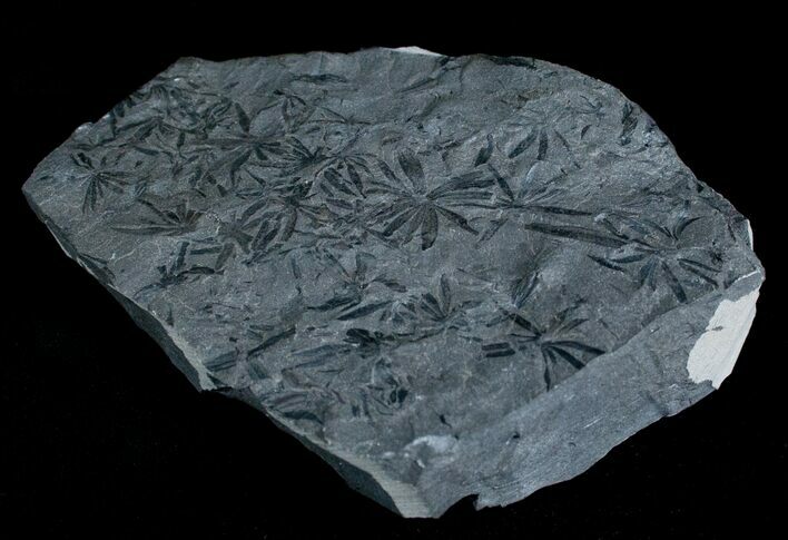 Annularia Plant Fossil (Extinct Horsetail) - Poland (#4255) For Sale ...