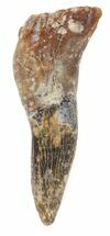 Cretaceous Sawfish (Ischyrhiza) Barb - Texas #42304