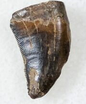 Serrated Theropod Tooth - Two Medicine Formation #17575