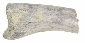 Partial Theropod Toe Bone - Aguja Formation, Texas #43003