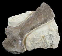 Fossil Turtle (Toxochelys) Femur - Smoky Hill Chalk #42963