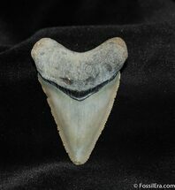 Gorgous Inch Bone Valley Megalodon Tooth #544