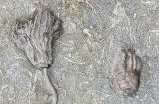 Dizygocrinus & Hylodecrinus Crinoids - Illinois #43524