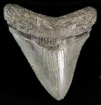 Megalodon Size: How Big Was The Megalodon Shark? - FossilEra.com