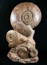Large Hammatoceras Ammonite Display Piece #4337
