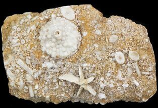 Abatocrinus (Crinoid) & Evactinopora (Bryozoan) - Missouri #44139