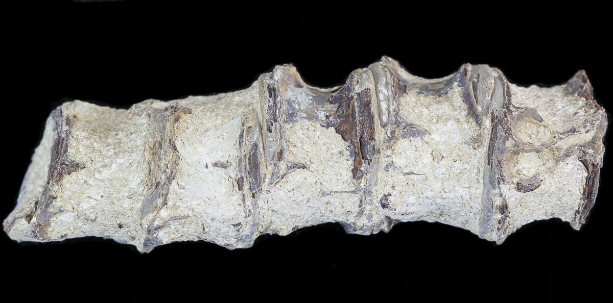 2" Associated Fossil Fish Vertebrae Smoky Hill Chalk, Kansas For Sale