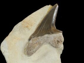 Cretoxyrhina Shark Tooth In Matrix - Kansas #42955