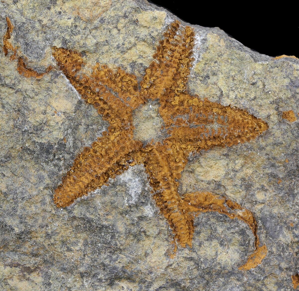 1.55" Ordovician Starfish (Petraster) Fossil Morocco For Sale (45070