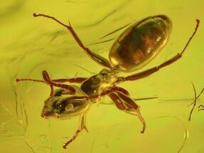 Two Fossil Ants & Spider In Baltic Amber #45146