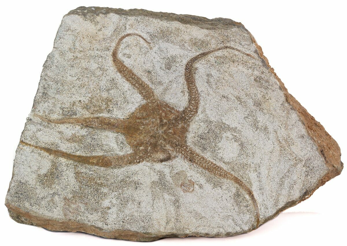 5" Wide Ophiura Brittle Star Fossil For Sale (45122)