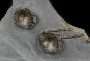 Two Ichthyosaur Vertebrae In Matrix - Somerset, England #45226