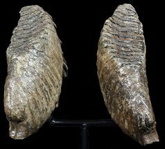 Pair of Large Mammoth Molars On Metal Stand - North Sea #45384