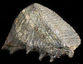 Upper Jaw M Mammoth Molar - Siberia #45381