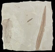 Three Different Fossil Leaves - Utah #45638
