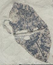 Leguminosites Fossil Leaf - Green River Formation #45646