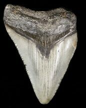 Megalodon Size: How Big Was The Megalodon Shark? - FossilEra.com