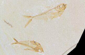 Two Diplomystus Fossil Fish Plate - Green Giver Formation #45860