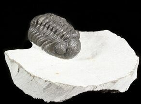 Phacops Trilobite - Morocco #45969