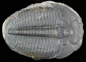 Large Elrathia Trilobite - Utah #45974