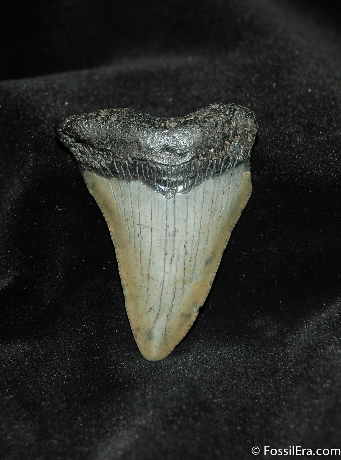 Small Megalodon Shark Tooth For Sale (#559) - FossilEra.com