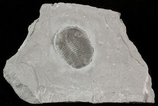 Elrathia Trilobite In Matrix - Utah #46028