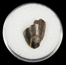 Partial Serrated Tyrannosaurid Tooth Tip - T-Rex #4424